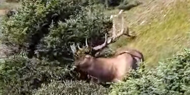 Hangul sighting in Gurez Valley sparks hope for conservation