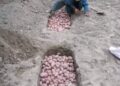 Gurez farmers embrace ancient Potato storage technique for winter survival