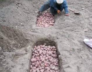 Gurez farmers embrace ancient Potato storage technique for winter survival