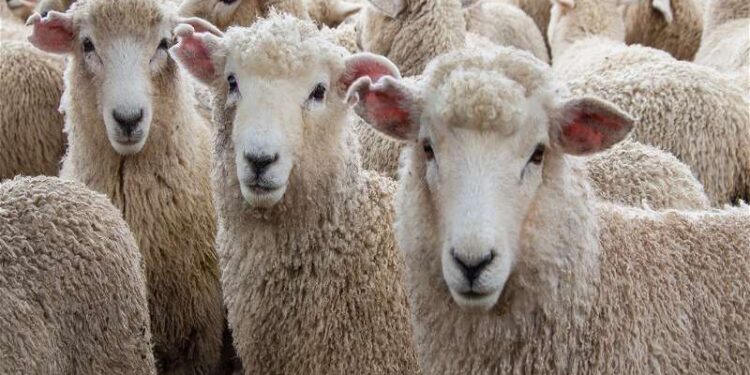 Around 40 goats, sheep perish in lightning strike in highlands of Banihal