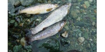 Trout Angling a Growing Attraction for Global Tourists in Kashmir