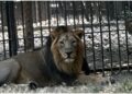 Lion couple from Gujrat to reach Jambu Zoo on November 8