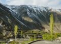 Rare Desert Poplar tree found in Ladakh’s Nubra, reveals expert