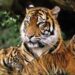Cabinet approves establishment of International Big Cat Alliance (IBCA)