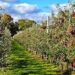 J&K to produce high density plantation material of 12 fruits, says Dir Horti Kashmir