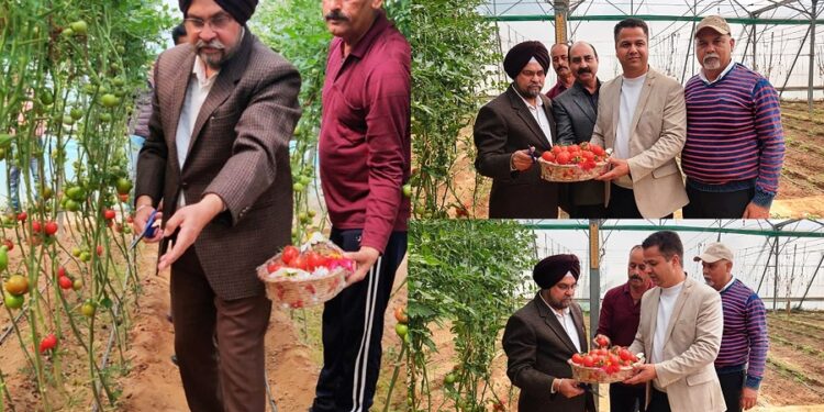 Director Agriculture Jammu inaugurates first harvest of Himsona tomato variety