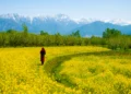Mustard Bloom Emerges as New Tourist Attraction in Kashmir Valley
