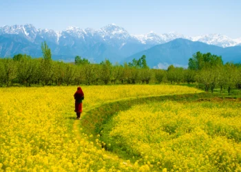 Mustard Bloom Emerges as New Tourist Attraction in Kashmir Valley