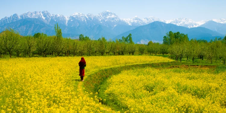 Mustard Bloom Emerges as New Tourist Attraction in Kashmir Valley