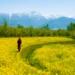 Mustard Bloom Emerges as New Tourist Attraction in Kashmir Valley