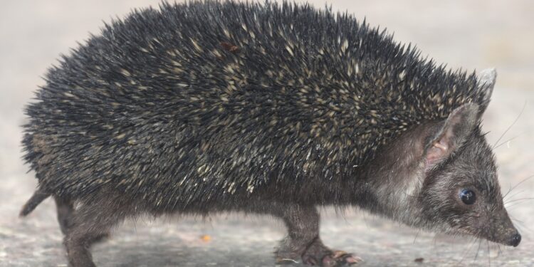 Presence of Indian Long Eared Hedgehog reported in Nowshera