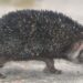 Presence of Indian Long Eared Hedgehog reported in Nowshera