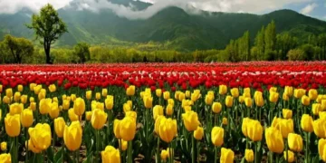 Gardeners’ dedication blooms Asia’s largest Tulip Garden; 1.7 million flowers to be showcased