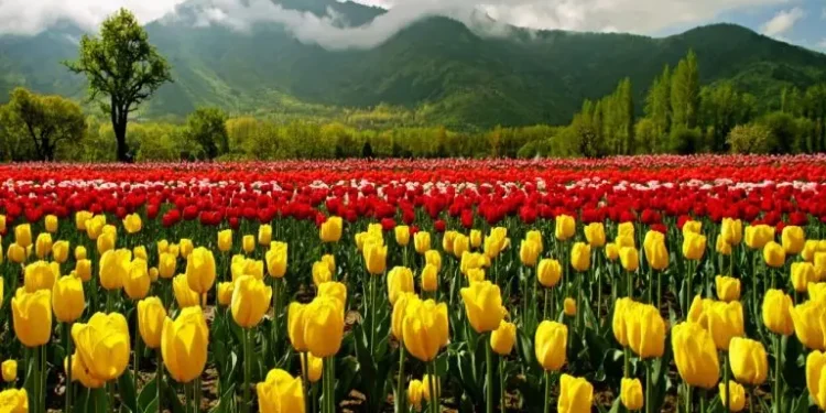 Gardeners’ dedication blooms Asia’s largest Tulip Garden; 1.7 million flowers to be showcased