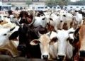 Govt plans to crack whip against cattle smuggling in JK, launches ‘Operation Kamdhenu’