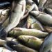 Fisheries deptt ensures elaborate arrangements for fish availability on Shivratri