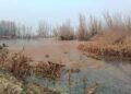 Dying habitat: Encroachment, ‘official apathy’ threaten once pristine Hygam Wetland