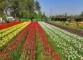 Tulip garden to feature 5 new varieties; 1.7 million tulips set to bloom: Sheikh Fayaz