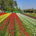 Tulip garden to feature 5 new varieties; 1.7 million tulips set to bloom: Sheikh Fayaz