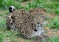 9-year-old girl mauled to death by leopard in Budgam