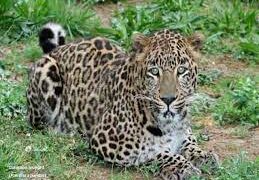 9-year-old girl mauled to death by leopard in Budgam