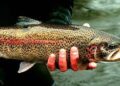 Budgam’s Khag trout fish farm achieves record production of rainbow trout seedlings