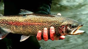 Budgam’s Khag trout fish farm achieves record production of rainbow trout seedlings