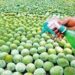 Food Deptt starts sampling amid concerns over early-ripened fruits