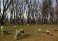 Forest officials stop sheep grazing in Srinagar’s Mulnar