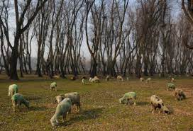 Forest officials stop sheep grazing in Srinagar’s Mulnar