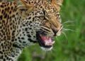 8-Year-Old Boy Injured in Leopard Attack in Budgam