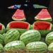 Watermelon Safety Concerns Spark Online Frenzy in Kashmir