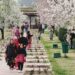 Locals, visitors delight in Badamwari Garden’s almond bloom, welcome spring
