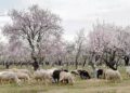 Sheep farmers suffer as forest department blocks grazing in Kashmir’s main city