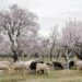 Sheep farmers suffer as forest department blocks grazing in Kashmir’s main city