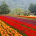 Srinagar’s Iconic Tulip Garden opens to public