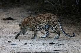 Leopard Snatches 5-Year-Old Girl from Home in Budgam, Search Operation Launched