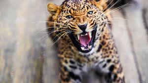 Shoot-at-sight order issued for ‘man-eater’ leopard in Budgam