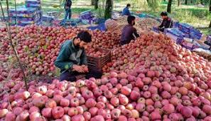 Fruit growers, buyers suffer losses due to low apple demand