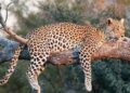 Leopard that killed sheep caught in Pulwama