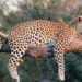 Leopard that killed sheep caught in Pulwama