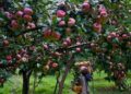 High-density apple farming a new trend in valley