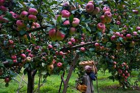 High-density apple farming a new trend in valley