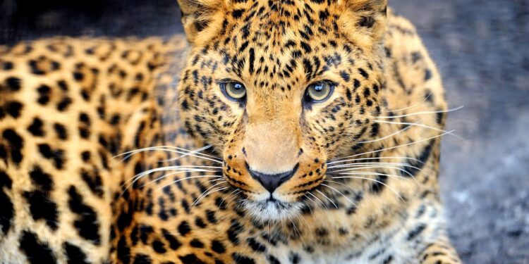 Panic grips Budgam’s Samsan village after twin leopard attack incidents