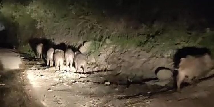 Wild Boar Menace Returns to Bandipora Villages, Destroying Crops