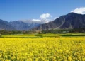 Tourists throng mustard fields in Kashmir for photography, reels