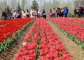 Tulip Garden attracts over one lakh tourists in 11 days