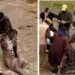 Leopard injures 5 in Ganderbal village, later captured alive