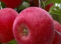 Exotic Apple Craze Sweeps Kashmir; Red Velox, Pink Lady, Redlum Gala varieties rule the roost