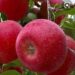 Exotic Apple Craze Sweeps Kashmir; Red Velox, Pink Lady, Redlum Gala varieties rule the roost